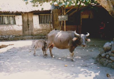 Bali vesipuhveli ja vasikka by Vaula Norrena 1992