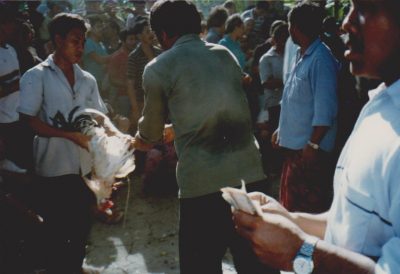 Bali vedonlyöntiä kukkotappelussa - betting on cockfight by Vaula Norrena 1992