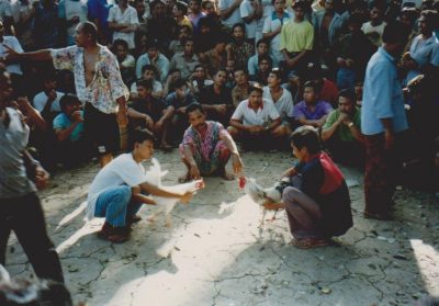 Bali valkoinen kukkotappelu alkaa - white cockfight starts by Vaula Norrena 1992