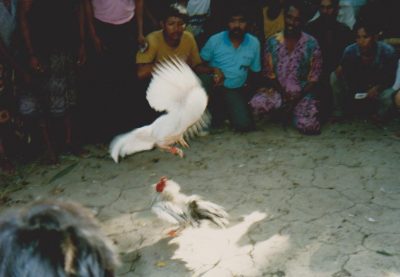 Bali kukkotappelu cockfight by Vaula Norrena 1992
